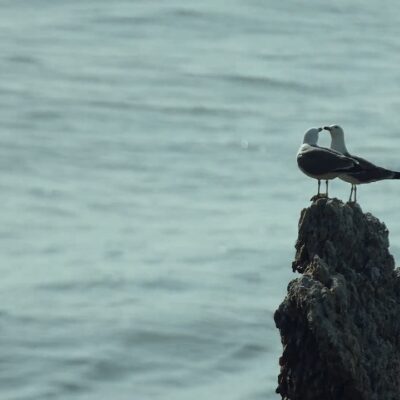 La gaviota hambrienta